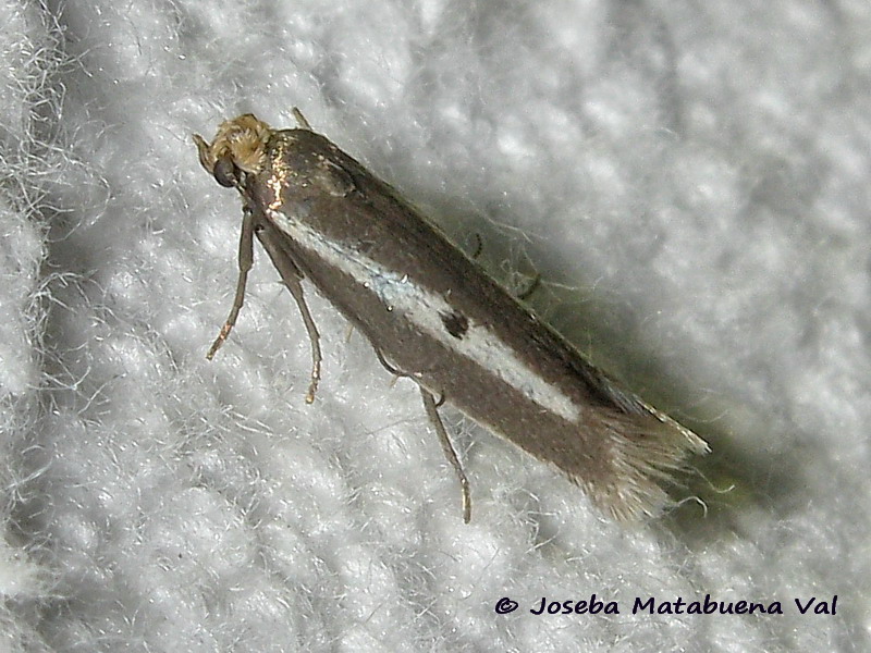 Micro da id. Parahyponomeuta egregiella - Yponomeutidae